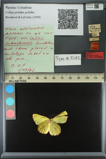 Media type: image;   Entomology 5082